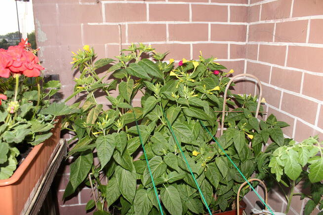 DZIWACZEK JALAPA ŚWIECI W NOCY 30 NASION