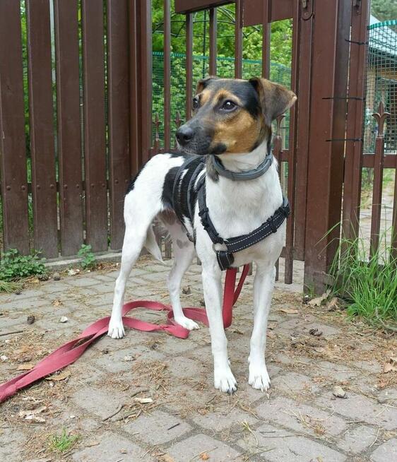 Młoda aktywna sunia ciekawa świata poleca się do adopcji