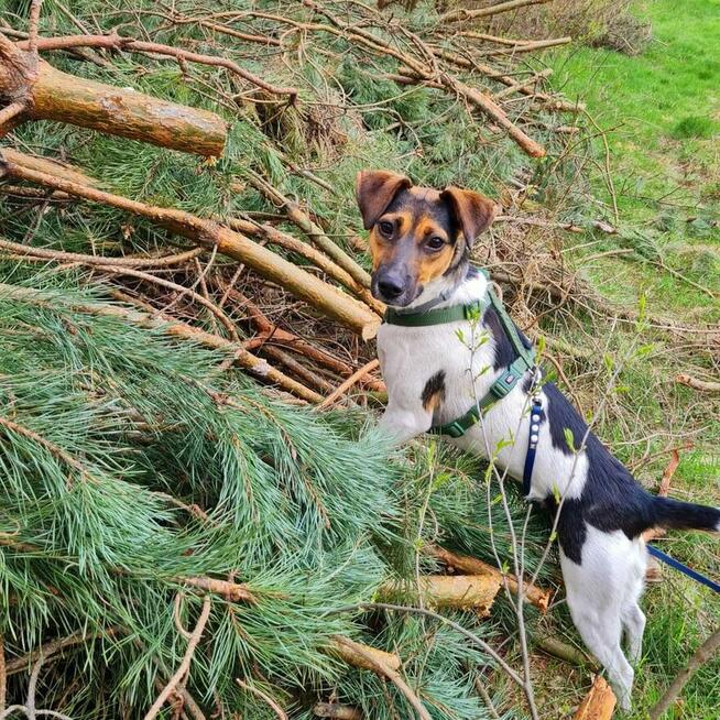 Młoda sunia uwielbiająca długie spacery szuka PILNIE domku