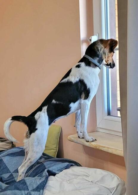 Śliczna kochana sunia marzy o domku gdzie będzie szczęśliwa