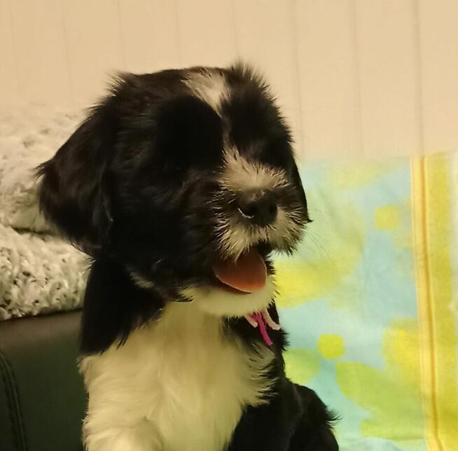 Terier Tybetański szczenięta planowany miot