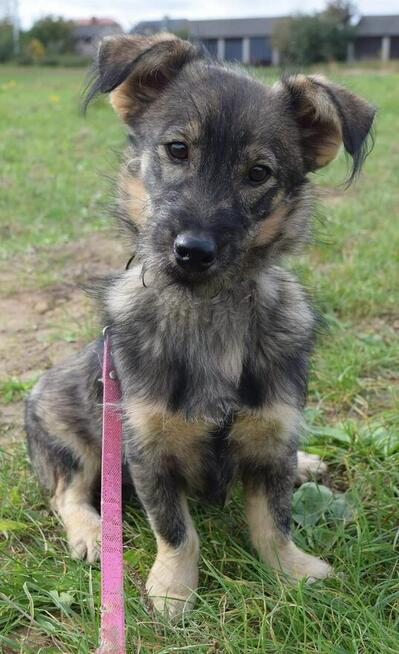 Neo i Miodka dwa ok.7 mczne pieski czekają na Ciebie SOS