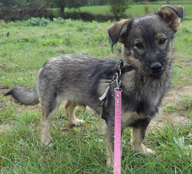 Neo i Miodka dwa ok.7 mczne pieski czekają na Ciebie SOS