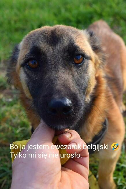 Neo i Miodka dwa ok.7 mczne pieski czekają na Ciebie SOS