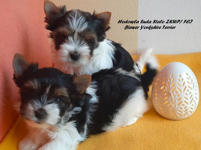 Biewer Yorkshire Terrier ZKwP/ FCI szczeniaki po Championach