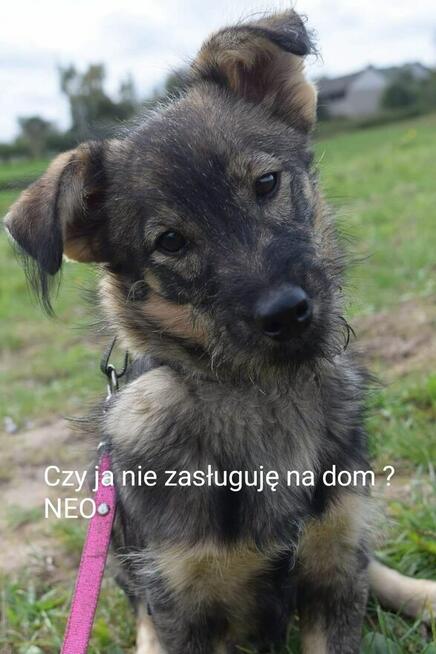 Neo i Miodka dwa ok.7 mczne pieski czekają na Ciebie SOS