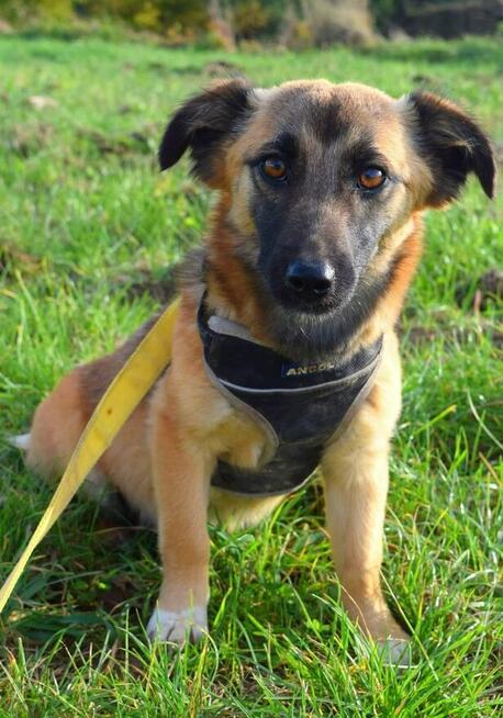 Neo i Miodka dwa ok.7 mczne pieski czekają na Ciebie SOS