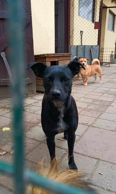 Młoda przerażona sunia szuka PILNIE domku pełnego miłości