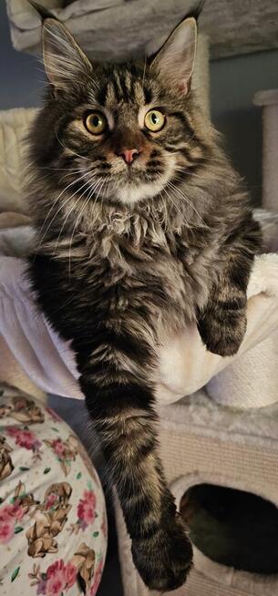 Reproduktor Maine Coon