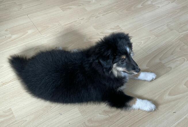 Owczarek szetlandzki, sheltie, shetland sheepdog