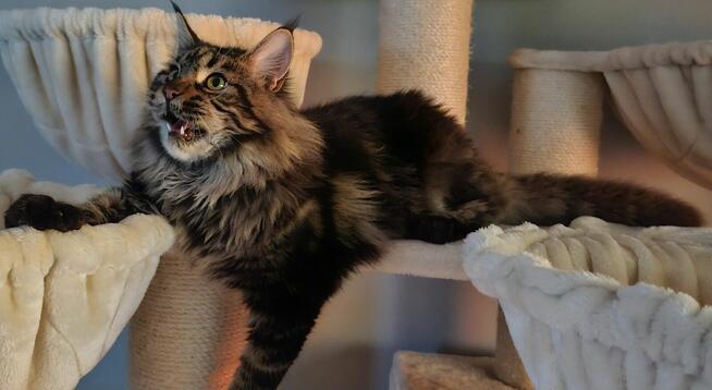 Reproduktor Maine Coon
