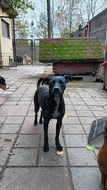 KROPECZKA młodziutka wycofana sunia BŁAGA PILNIE o ratunek