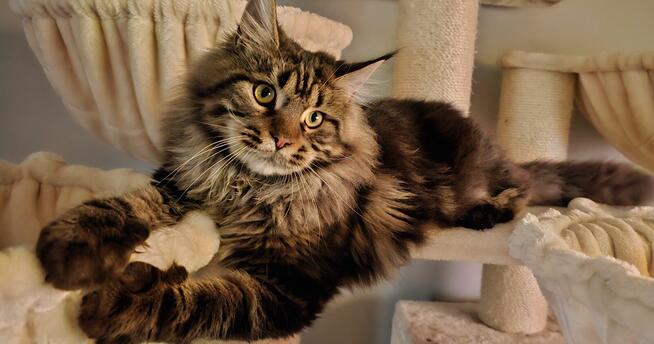 Reproduktor Maine Coon