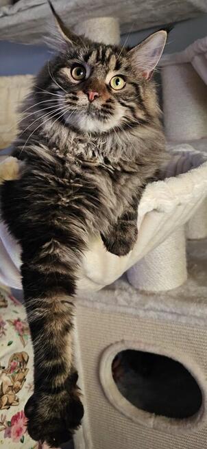 Reproduktor Maine Coon