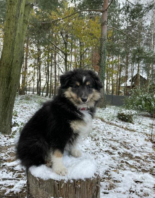 Owczarek szetlandzki, sheltie, shetland sheepdog