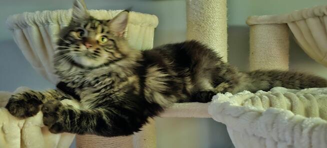 Reproduktor Maine Coon