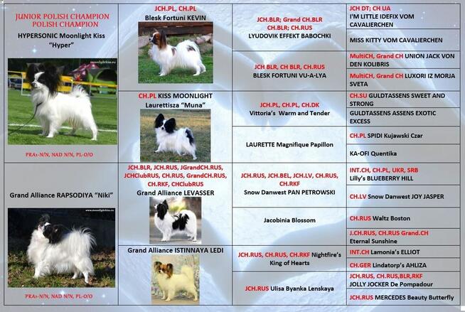PAPILLON spaniel miniaturowy SUCZKA rodowód ZKWP FCI