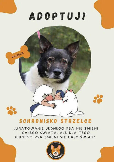 ZAMKNIĘCIE SCHRONISKA - PILNA ADOPCJA - KLUSEK