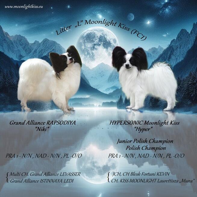 PAPILLON spaniel miniaturowy SUCZKA rodowód ZKWP FCI