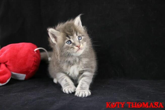 Kocurek Maine Coon niebieski klasycznie pręgowany