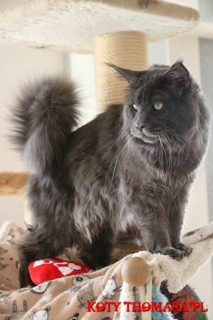 Kocurek Maine Coon niebieski klasycznie pręgowany