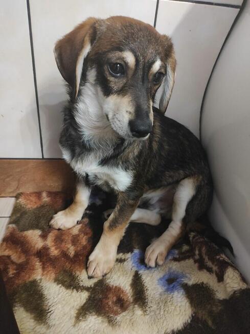 Pilne!piękne i kochane szczeniaki 4/5 mcz.czekają na dom Eve