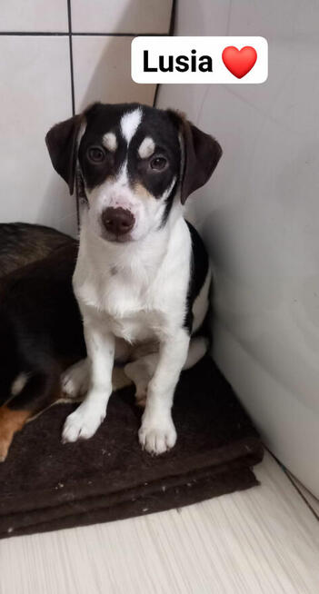 Pilne!piękne i kochane szczeniaki 4/5 mcz.czekają na dom Eve