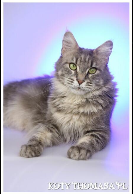 Kocurek Maine Coon niebieski klasycznie pręgowany