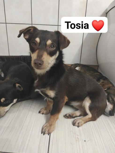 Pilne!piękne i kochane szczeniaki 4/5 mcz.czekają na dom Eve