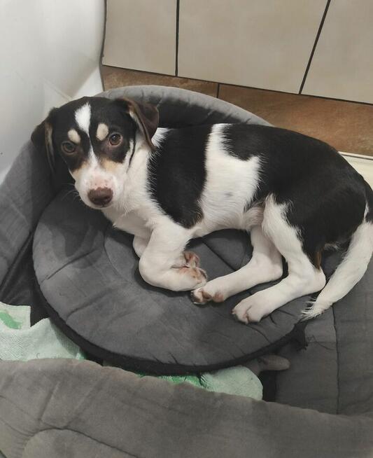 Pilne!piękne i kochane szczeniaki 4/5 mcz.czekają na dom Eve