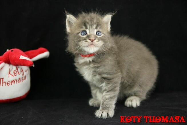 Kocurek Maine Coon niebieski klasycznie pręgowany