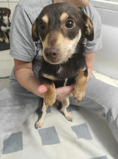 Pilne!piękne i kochane szczeniaki 4/5 mcz.czekają na dom Eve