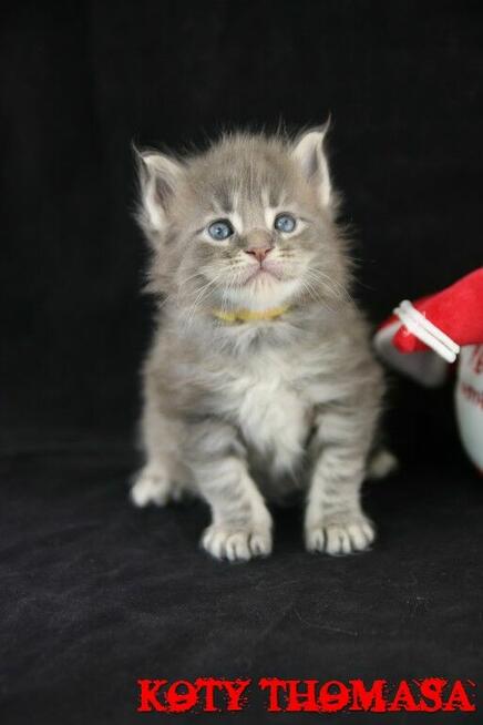 Kocurek Maine Coon niebieski klasycznie pręgowany