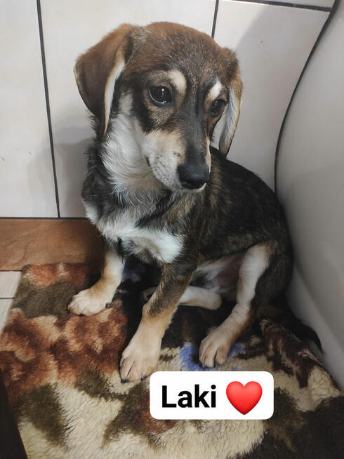 Pilne!piękne i kochane szczeniaki 4/5 mcz.czekają na dom Eve