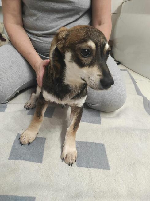 Pilne!piękne i kochane szczeniaki 4/5 mcz.czekają na dom Eve