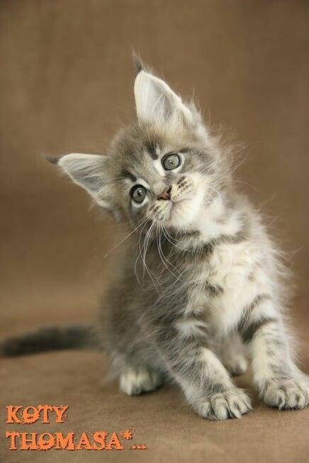 Kocurek Maine Coon niebieski klasycznie pręgowany