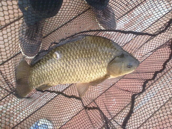 Klimatyzowany domek ze stawem dla 9 osób - Bieszczady