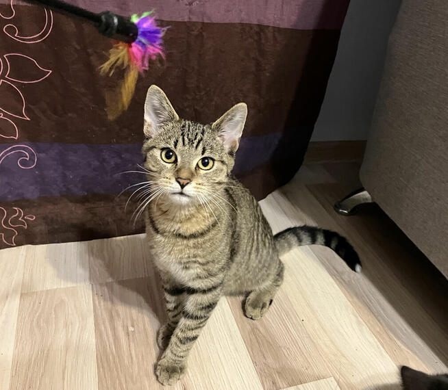 Mała Rene szuka domu