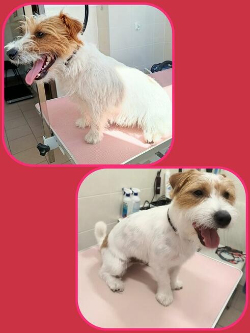 DagiStyl. Psi fryzjer.