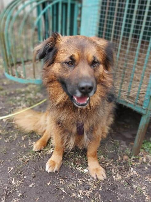 Budyń ok 3/4 letni pies, średniak czeka na dom Źyrardów