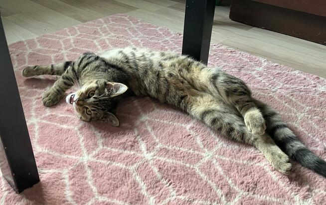 Mała Rene szuka domu