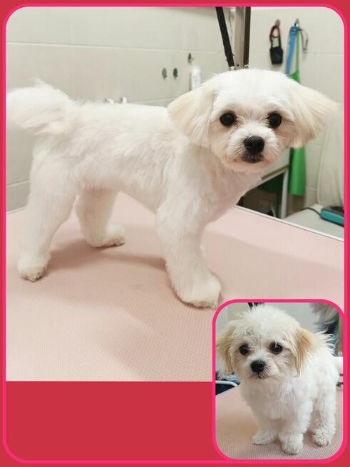 DagiStyl. Psi fryzjer.