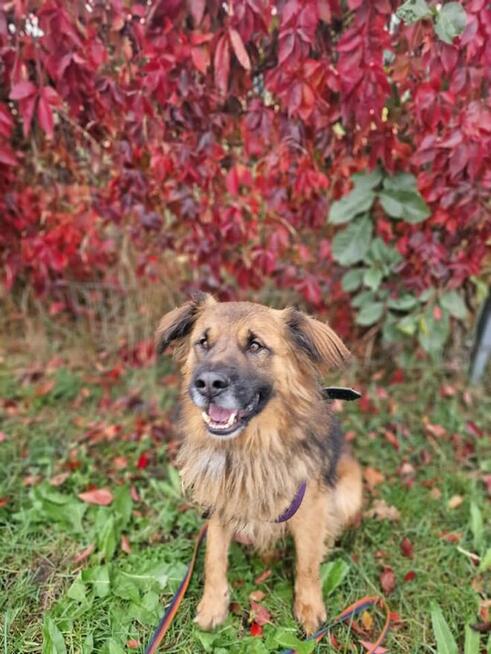 Budyń ok 3/4 letni pies, średniak czeka na dom Źyrardów