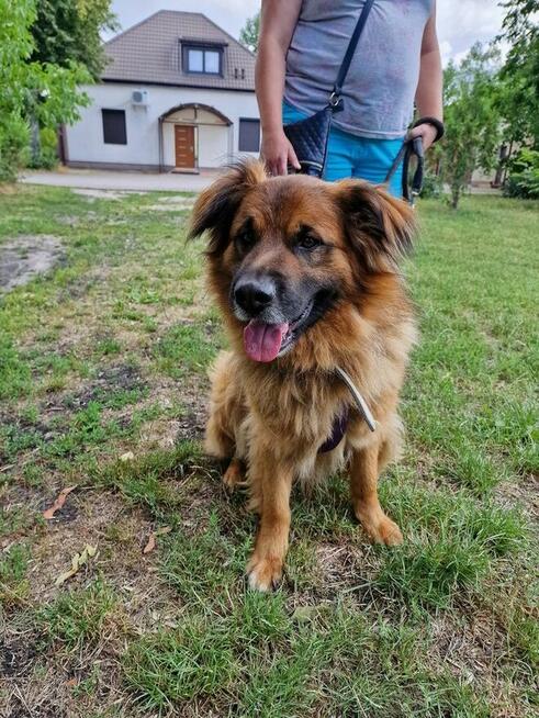 Budyń ok 3/4 letni pies, średniak czeka na dom Źyrardów