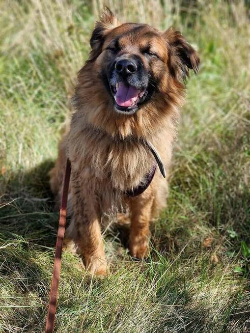 Budyń ok 3/4 letni pies, średniak czeka na dom Źyrardów