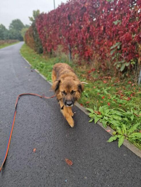 Budyń ok 3/4 letni pies, średniak czeka na dom Źyrardów