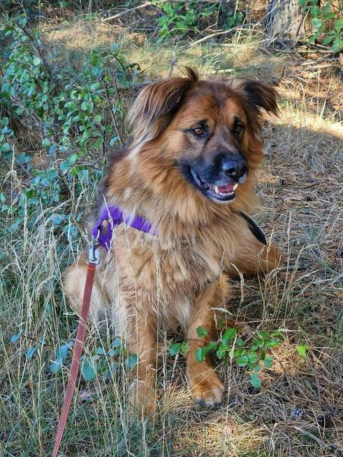 Budyń ok 3/4 letni pies, średniak czeka na dom Źyrardów