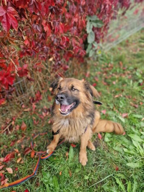 Budyń ok 3/4 letni pies, średniak czeka na dom Źyrardów