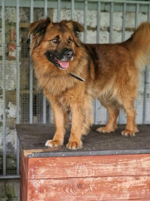 Budyń ok 3/4 letni pies, średniak czeka na dom Źyrardów