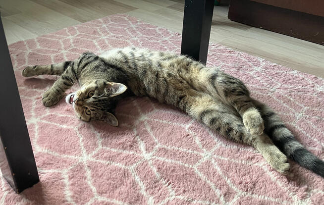 Mała Rene szuka domu